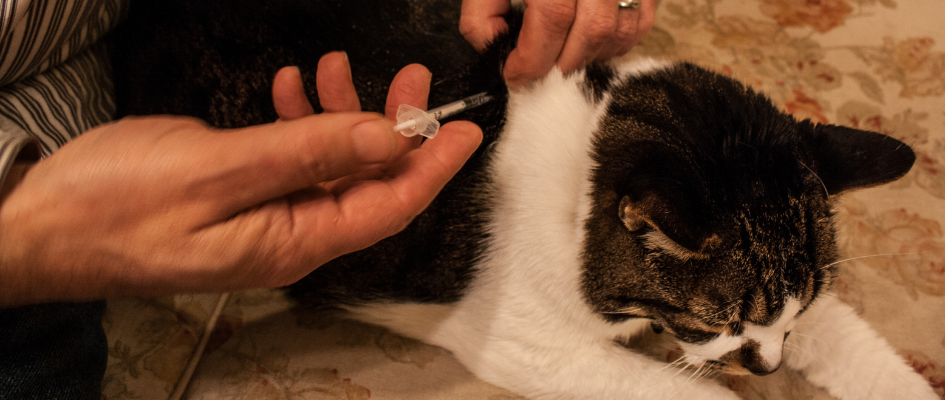 Microchipping your cat in London