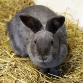 Do rabbits really get womb cancer? - Goddard Veterinary Group