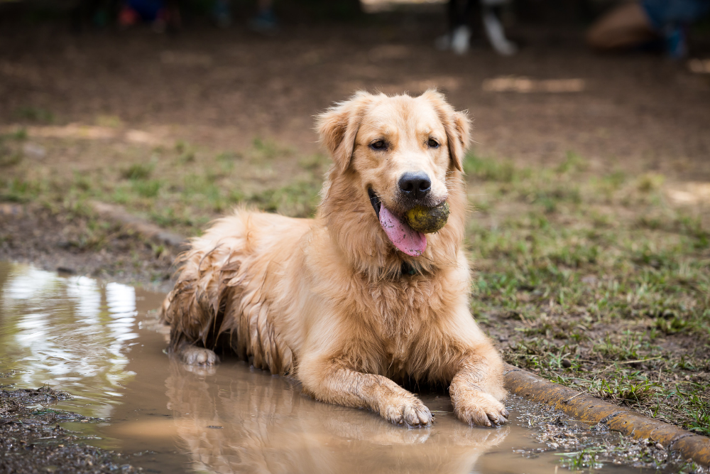 Alabama Rot What Is It Goddard Veterinary Group   Alabama Rot 