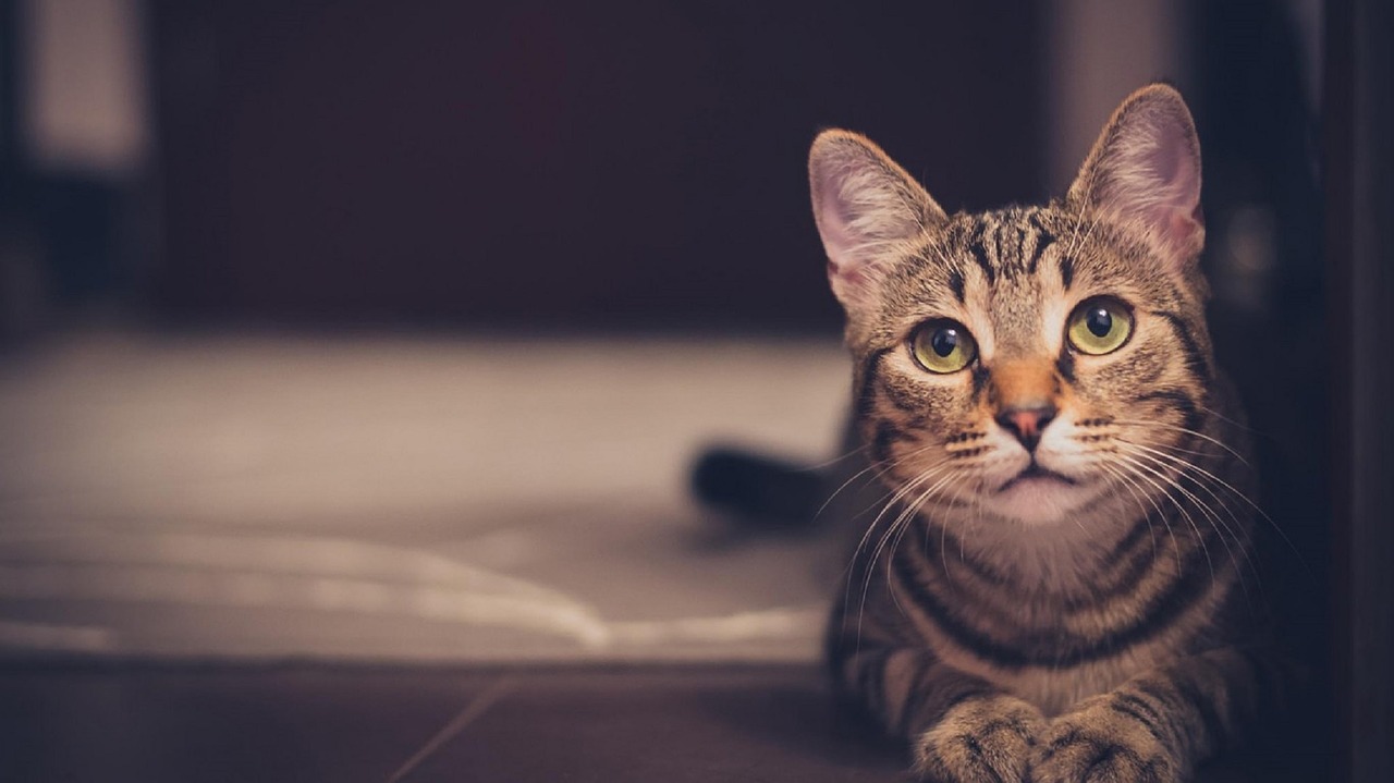 does-my-indoor-cat-need-vaccinations-flea-and-worm-treatment