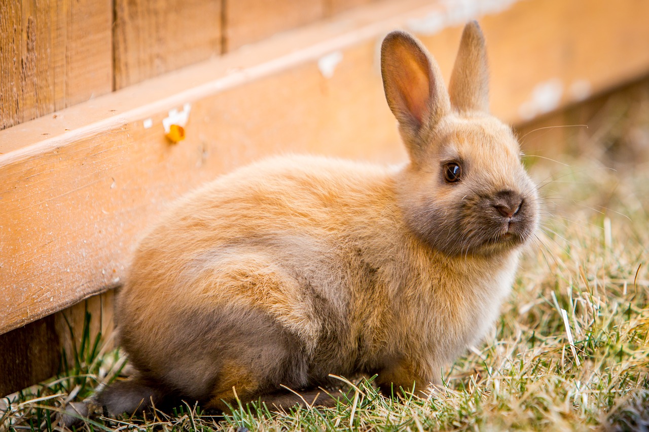 Rabbit Vaccinations Are they necessary? Goddard Veterinary Group