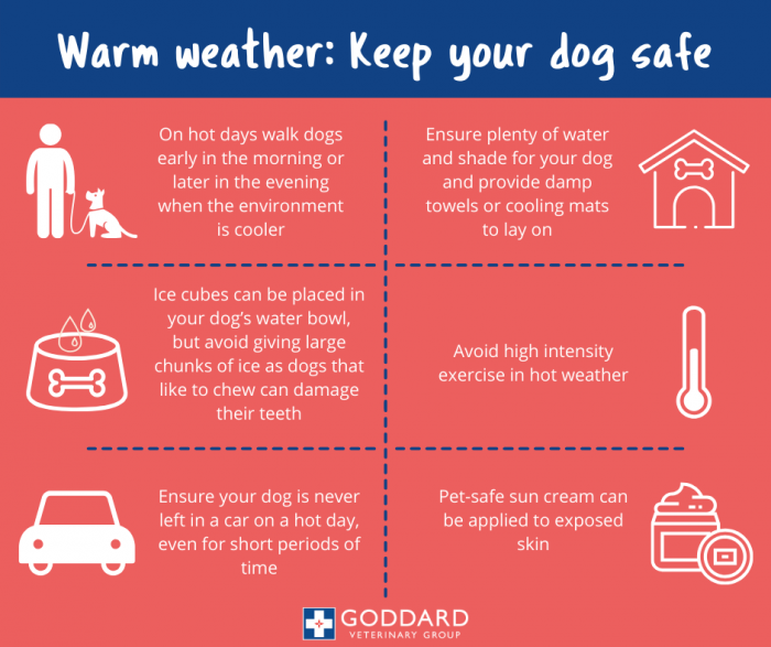 Tips on keeping your dog safe in warm weather - Goddard Veterinary Group