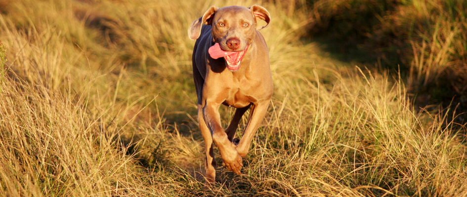 how do i protect my dog from grass seed