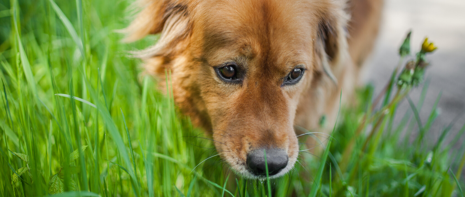 keep your pet safe this summer footer