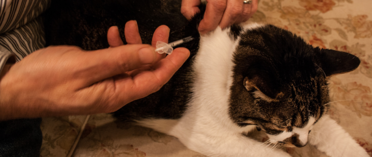 Pet Diabetes Awareness Month: Diabetes in Cats - Goddard Veterinary Group