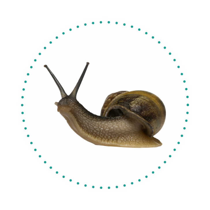 Flea and Worm Treatment Goddard Veterinary Group